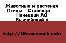 Животные и растения Птицы - Страница 2 . Ненецкий АО,Выучейский п.